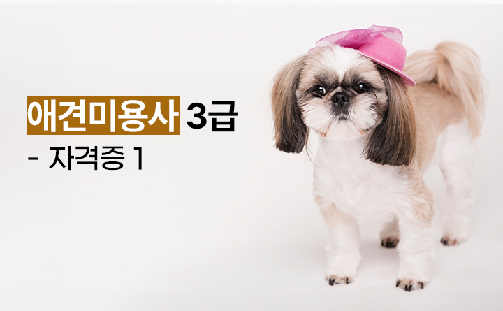 애견미용사 3급 자격증 과정 1